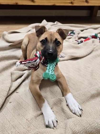 Navidad, ADOPTABLE, Puppy Female Terrier.