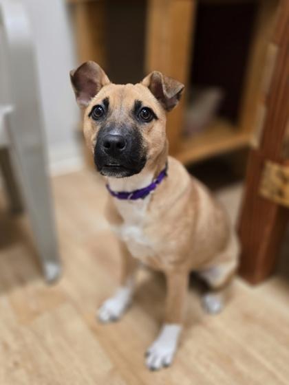 Navidad, ADOPTABLE, Puppy Female Terrier.