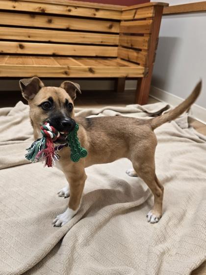 Navidad, a ADOPTABLE mixed breed in Woodstock, IL image 3/3