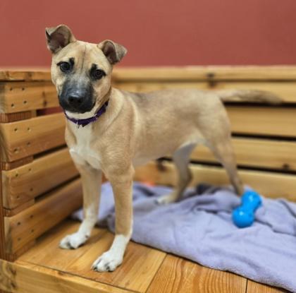 Enlarge Navidad, a ADOPTABLE mixed breed in Woodstock, IL image 3/3