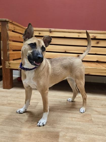 Enlarge Navidad, a ADOPTABLE mixed breed in Woodstock, IL image 3/4