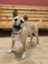 Enlarge Navidad, a ADOPTABLE mixed breed in Woodstock, IL image 2/4