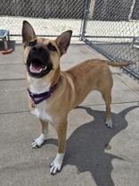 Navidad, a ADOPTABLE mixed breed in Woodstock, IL image 3/4
