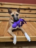 Enlarge Navidad, a ADOPTABLE mixed breed in Woodstock, IL image 1/4