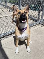 Navidad, a ADOPTABLE mixed breed in Woodstock, IL image 2/4