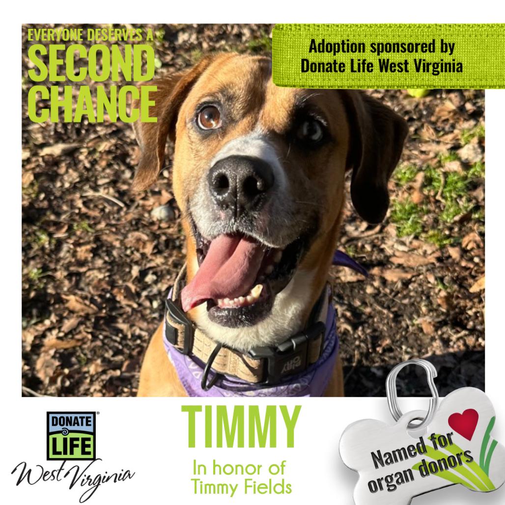 Timmy fka Turkey Lurky, Adoptable, Adult Male Mixed Breed.