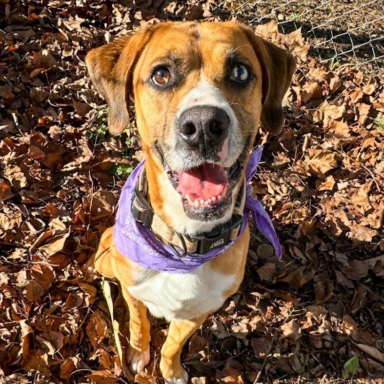 Enlarge Turkey Lurky, a Adoptable Mixed Breed in Charleston, WV image 1/4