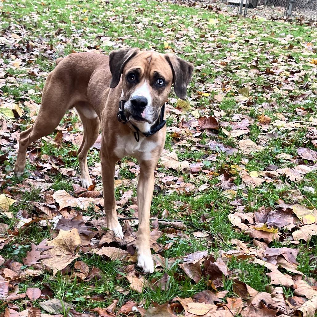 Turkey Lurky, Adoptable, Young Male Mixed Breed.