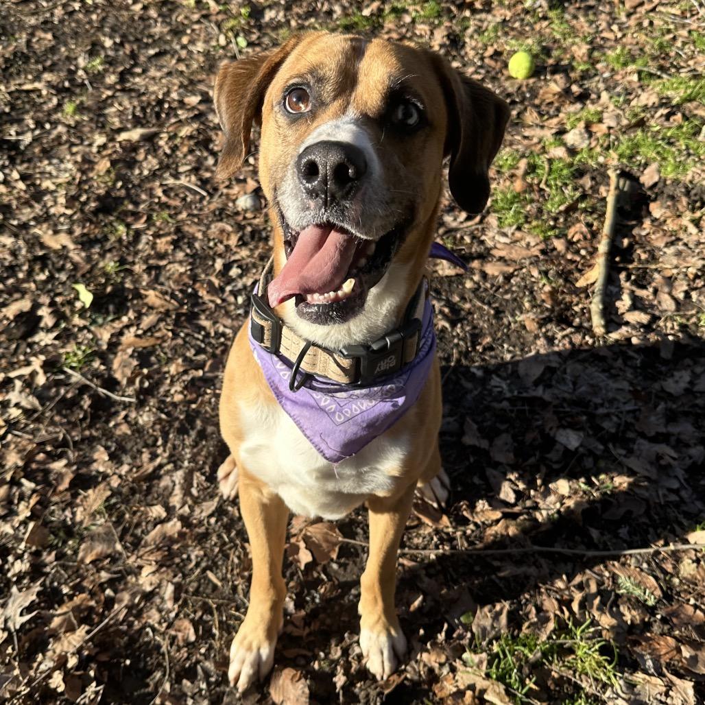 Enlarge Turkey Lurky, a Adoptable Mixed Breed in Charleston, WV image 3/4