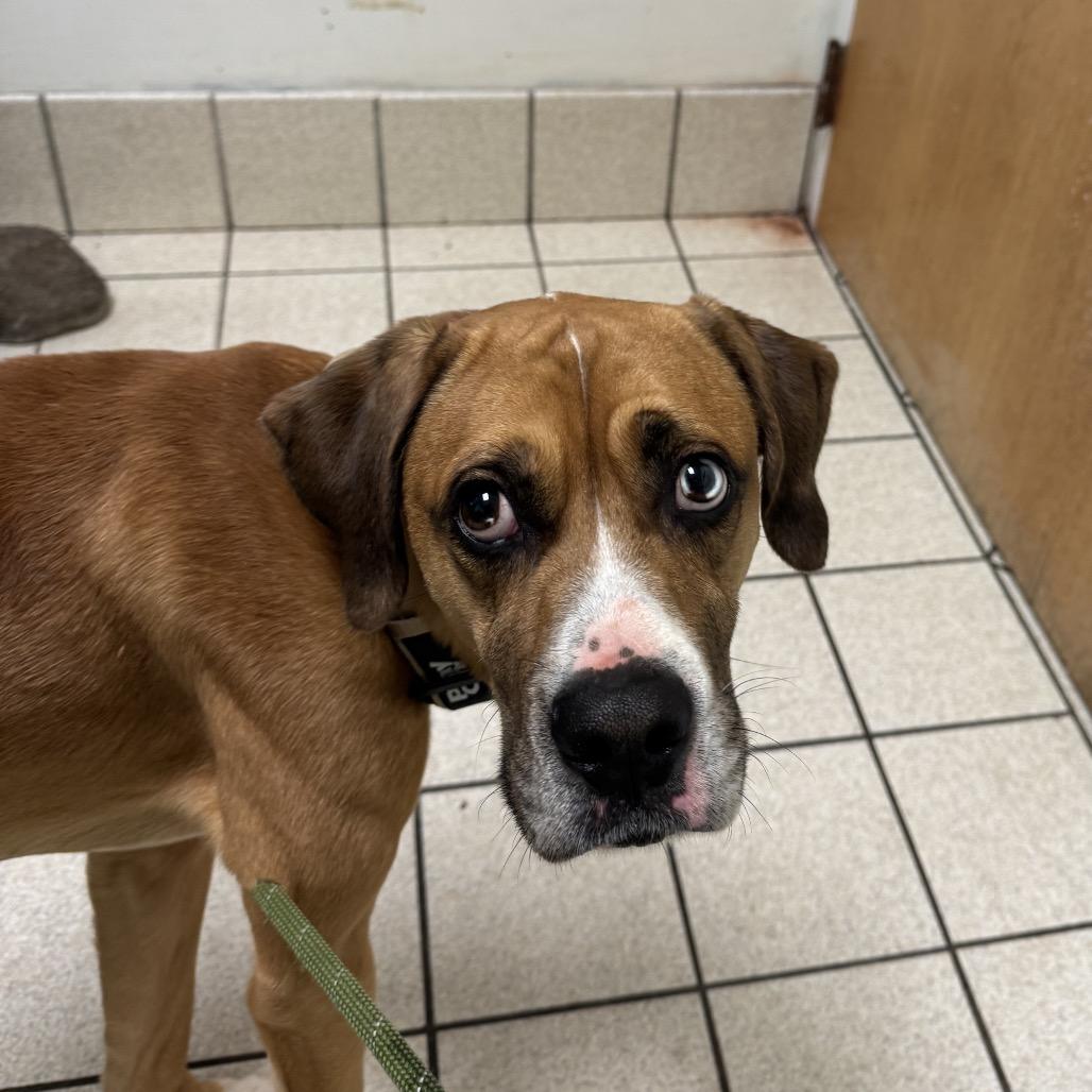 Enlarge Turkey Lurky, a Adoptable Mixed Breed in Charleston, WV image 4/4