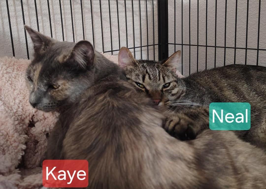 Neal & Kaye, Adoptable, Adult Male Tabby & Domestic Short Hair.