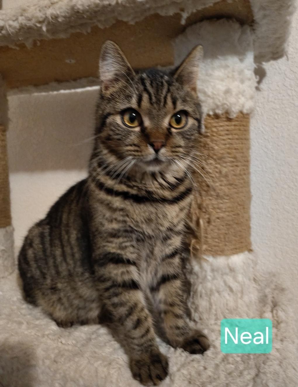Enlarge Neal & Kaye, a Adoptable mixed breed in Las Cruces, NM image 5/5