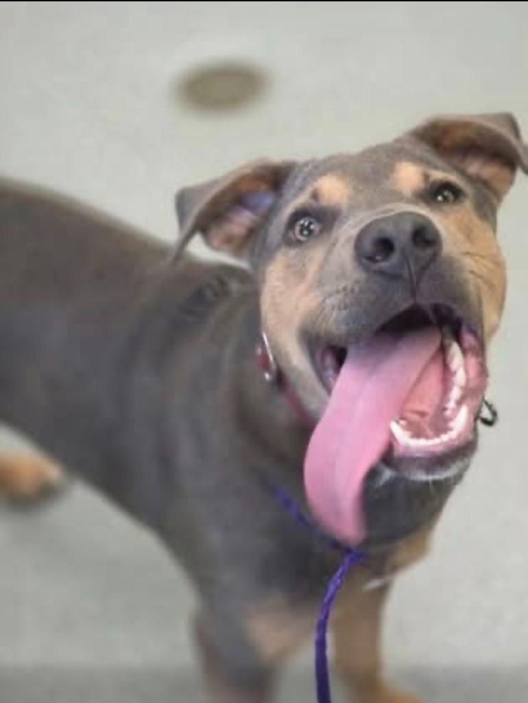 Slate, Adopted, Puppy Male Retriever.