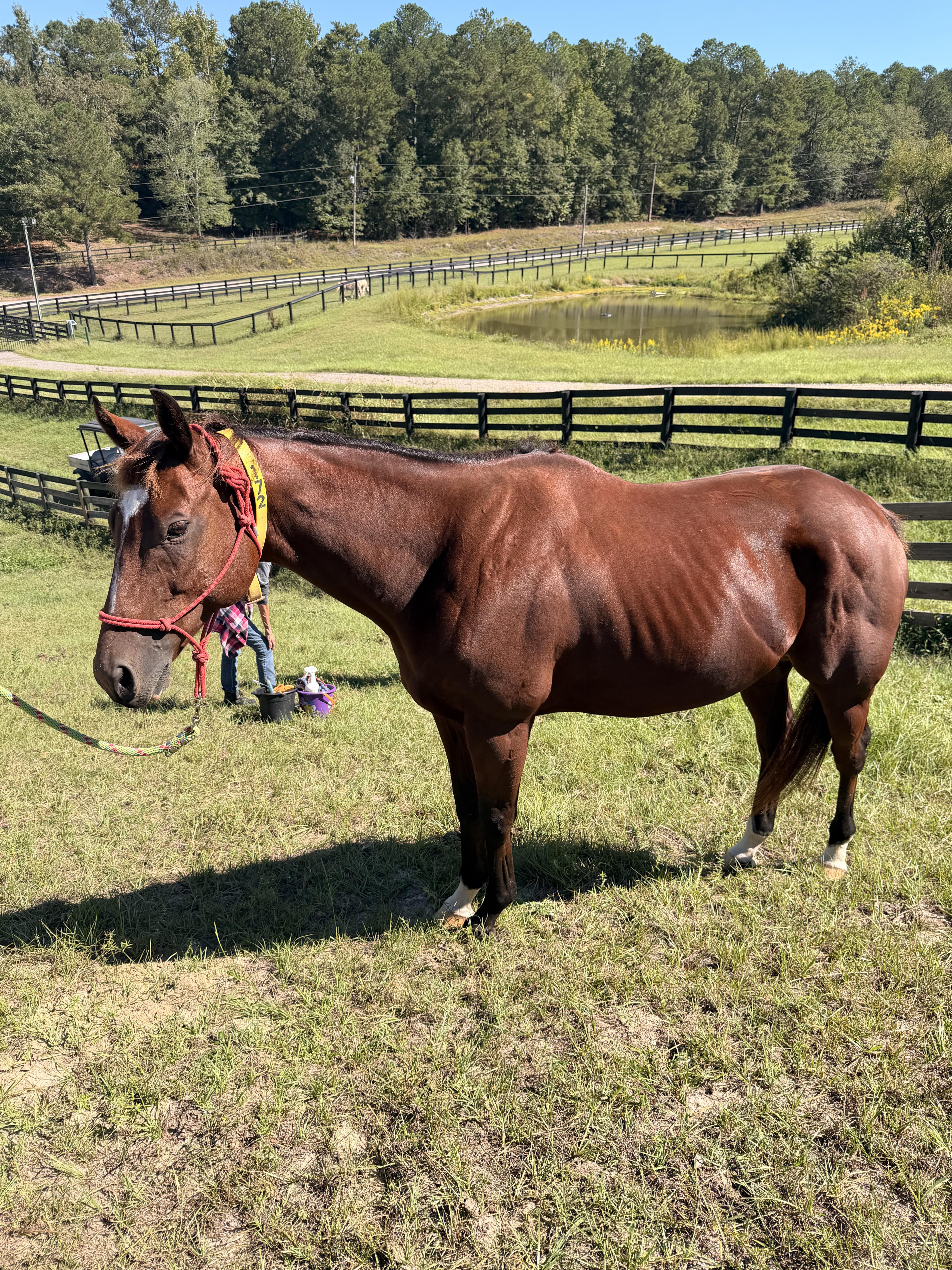 Double Crown, Adoptable, Adult Male Thoroughbred.