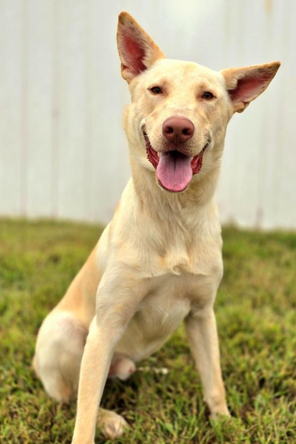 Denver, Adoptable, Adult Male Labrador Retriever & Shepherd.