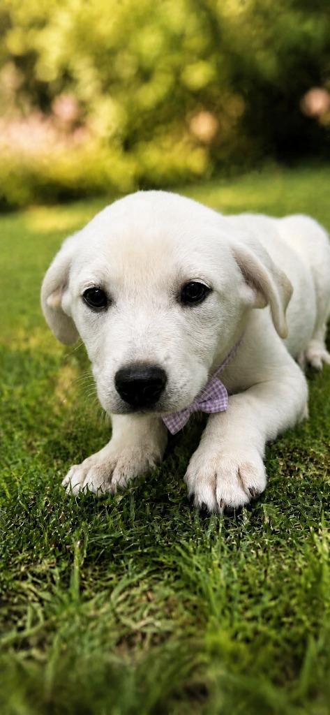 Kirby, Adoptable, Puppy Female Labrador Retriever.