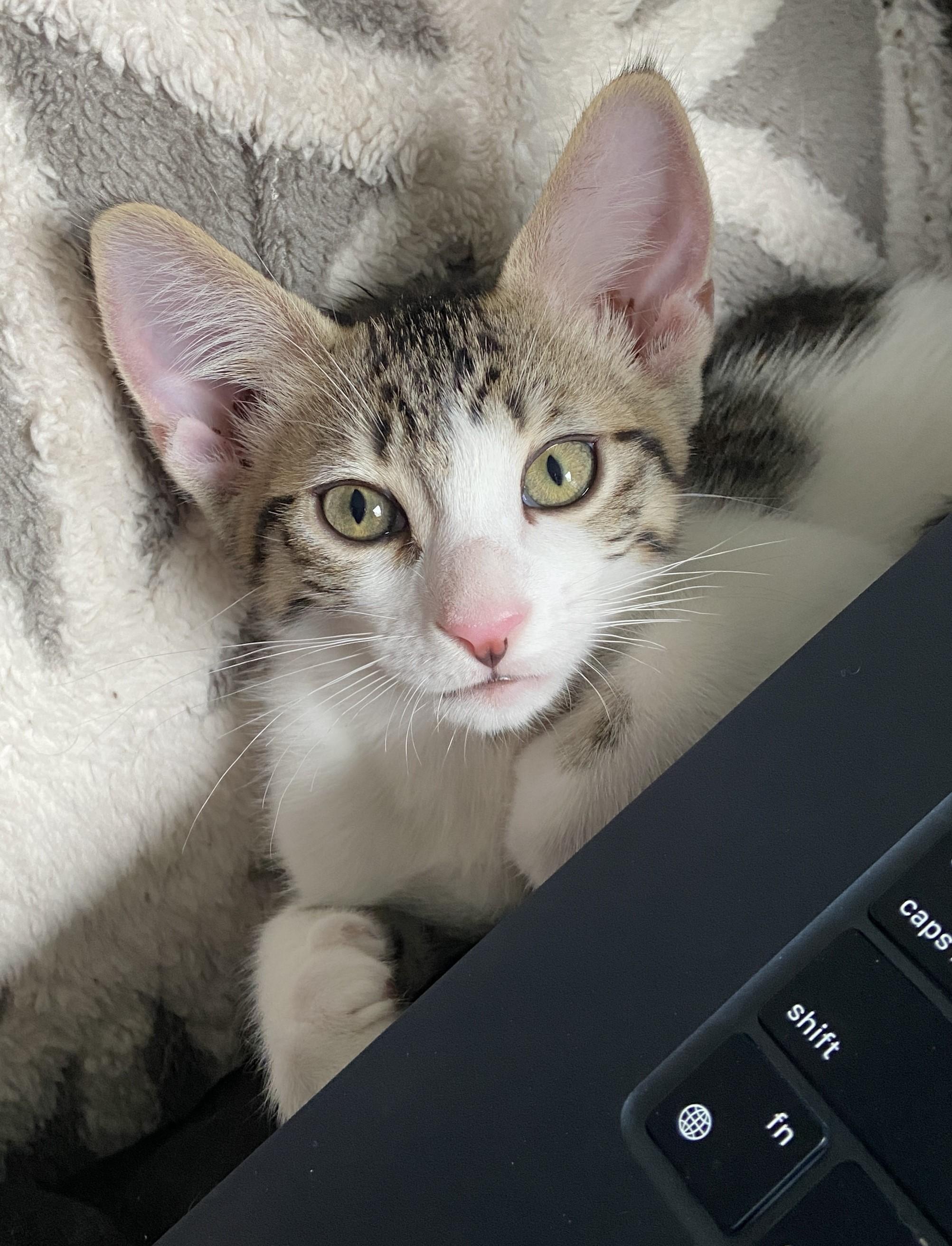 Hermes (bonded with Persephone), a Adoptable Domestic Short Hair in Silverton, OR image 1/4