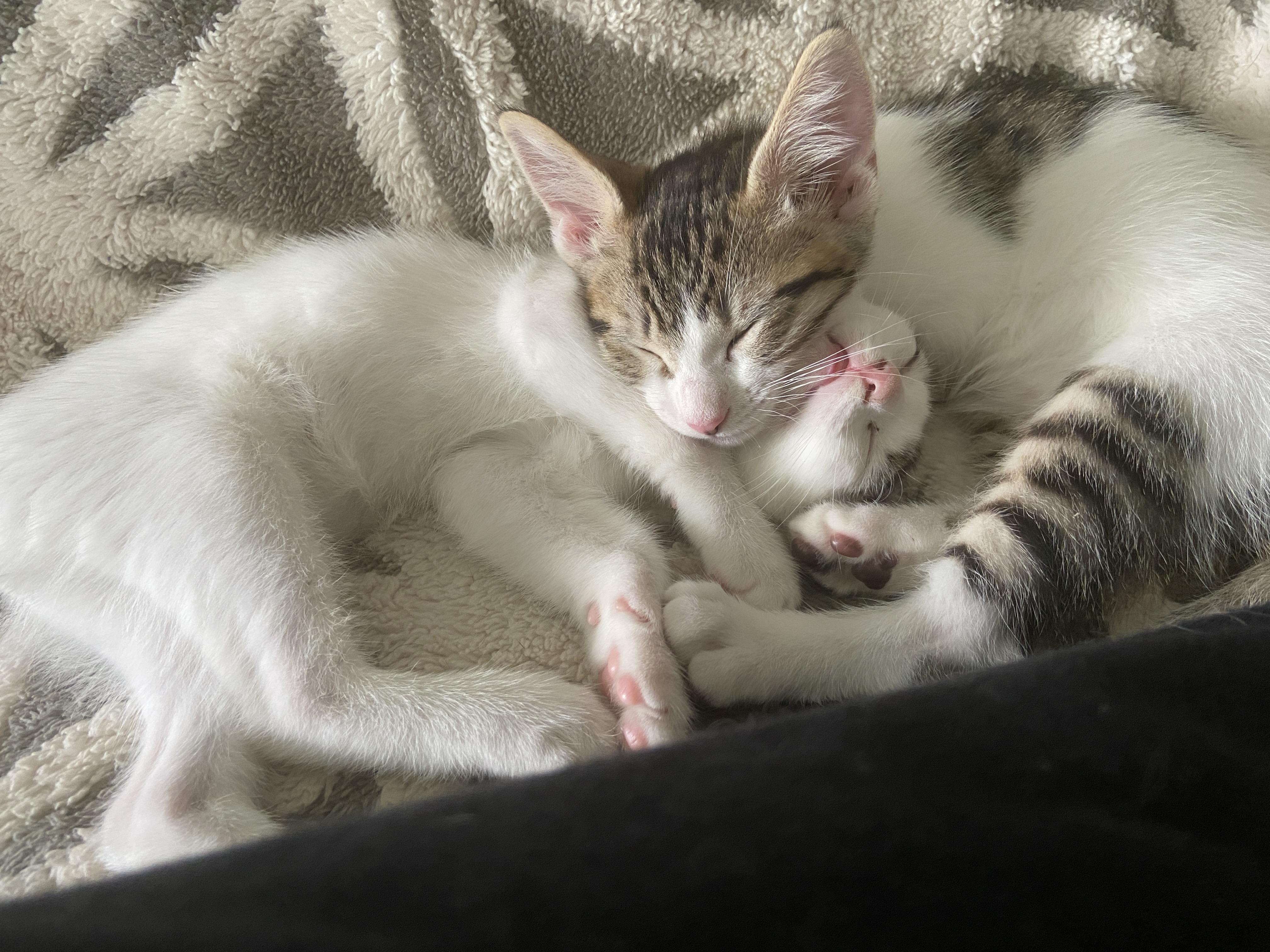 Hermes (bonded with Persephone), a Adoptable Domestic Short Hair in Silverton, OR image 2/4