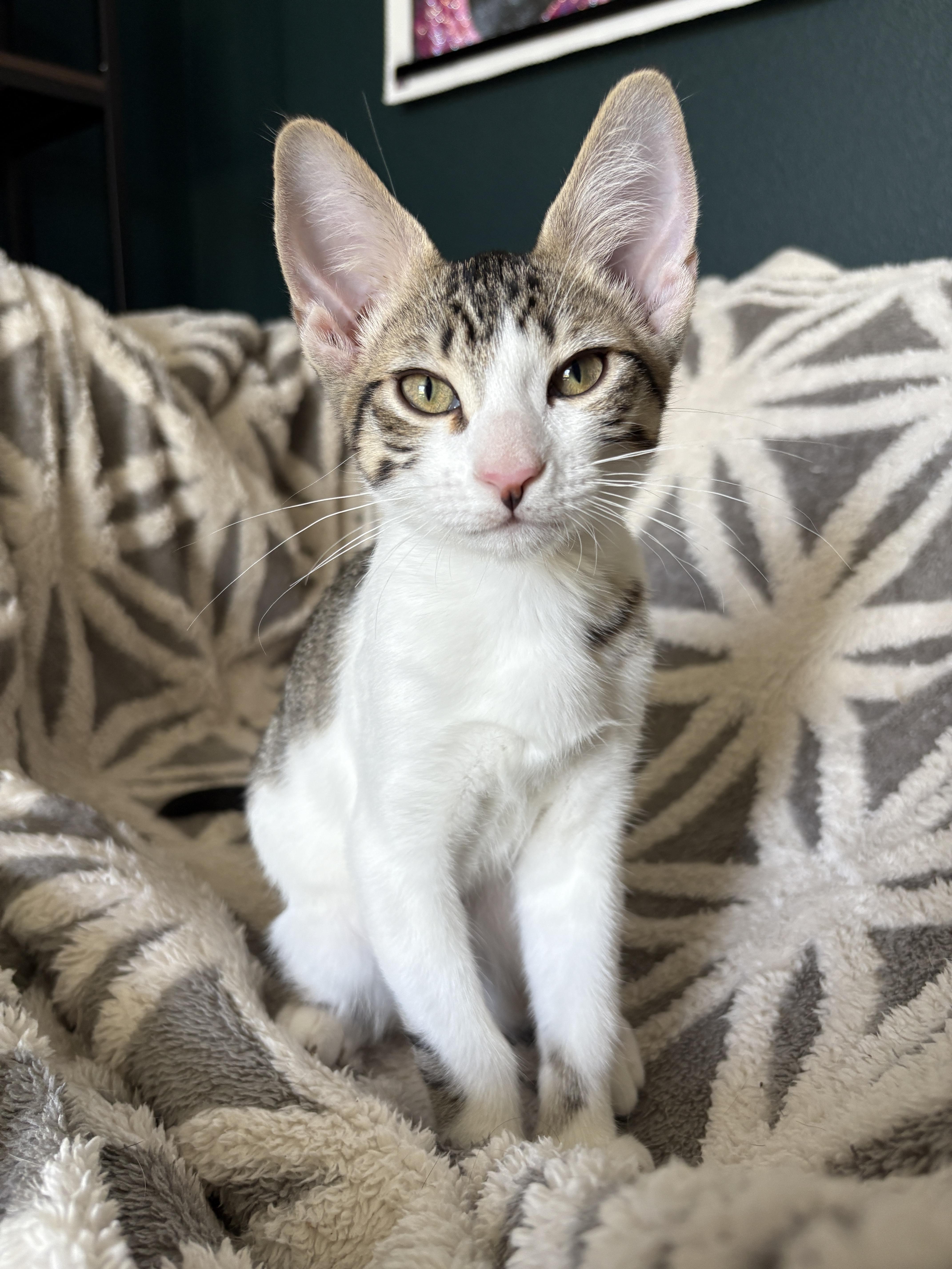 Hermes (bonded with Persephone), a Adoptable Domestic Short Hair in Silverton, OR image 3/4