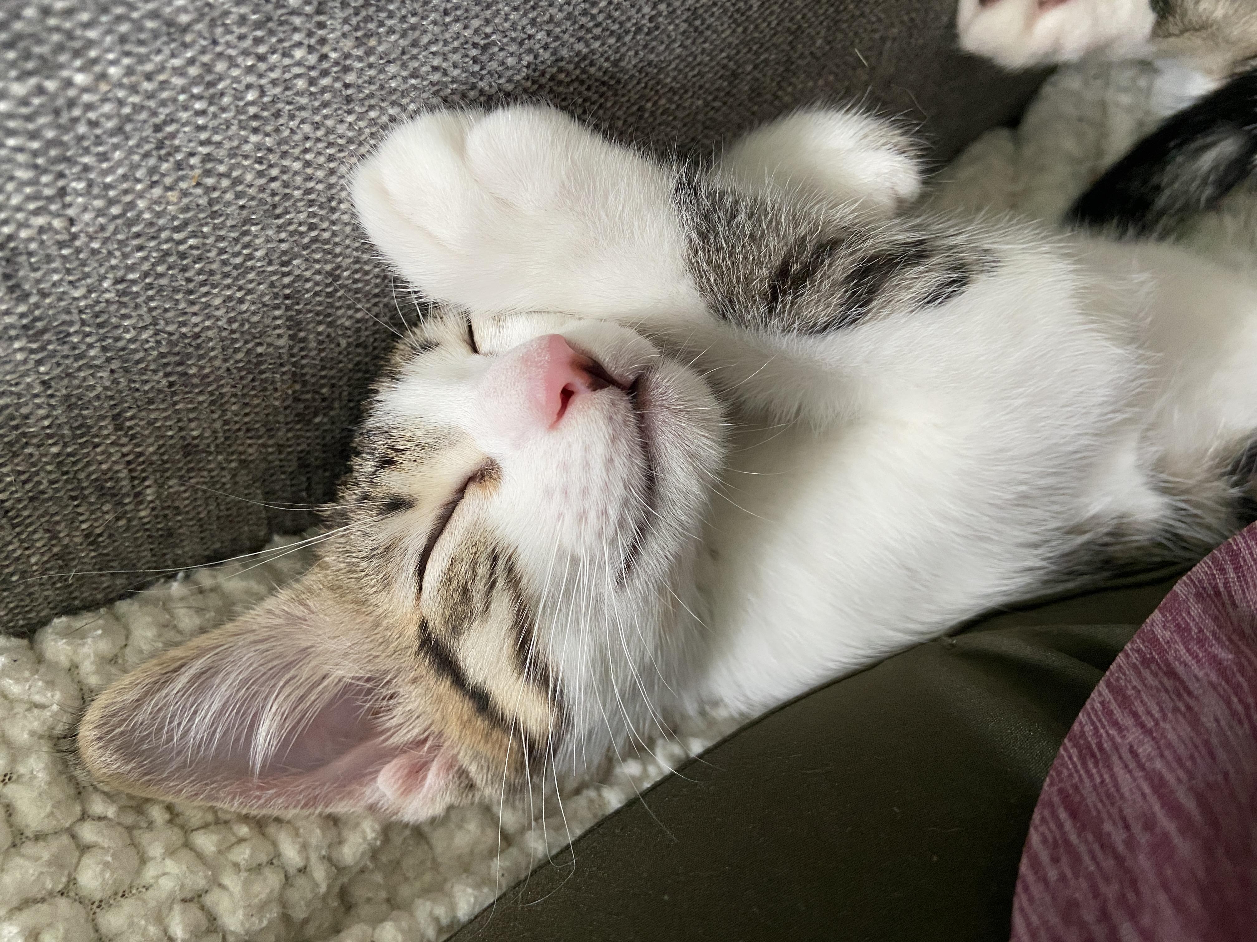 Hermes (bonded with Persephone), a Adoptable Domestic Short Hair in Silverton, OR image 4/4