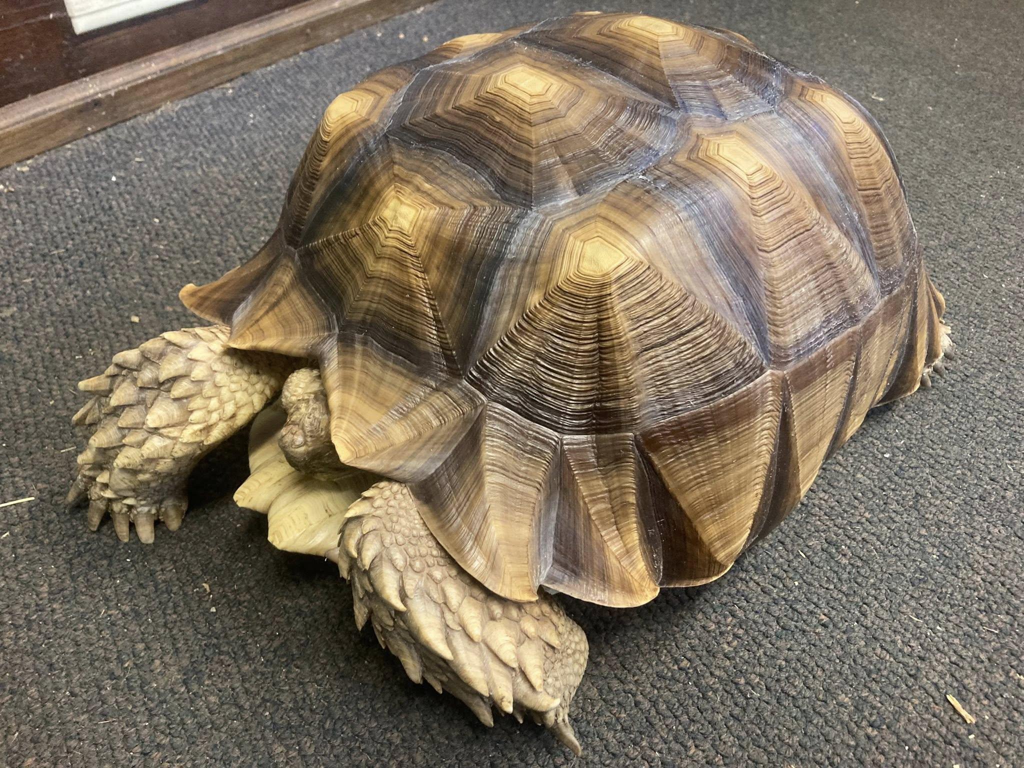 Chompy, ADOPTABLE, Young Female Sulcata.