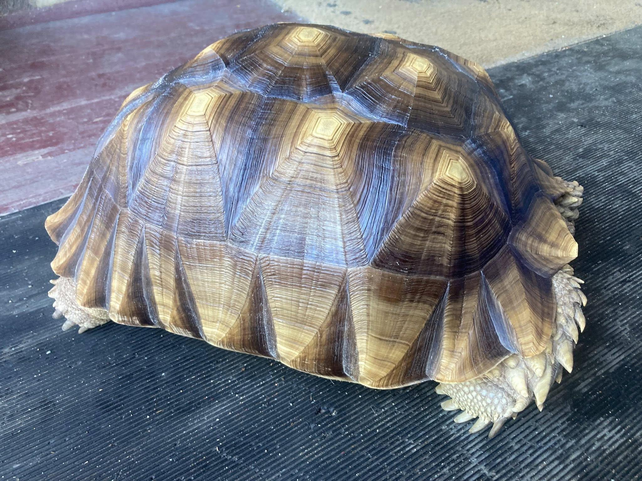 Chompy, a ADOPTABLE Sulcata in Palmerton, PA image 2/2