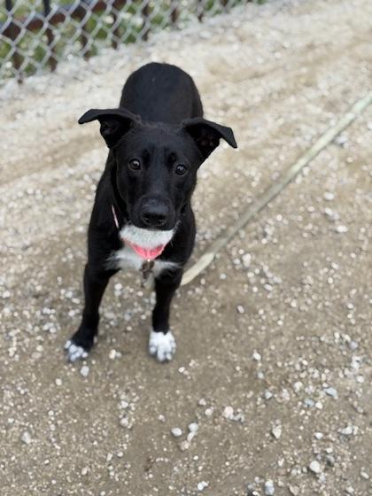 Licorice, a Adoptable mixed breed in Fresno, CA image 1/3