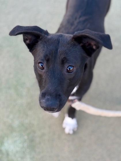 Licorice, a Adoptable mixed breed in Fresno, CA image 2/3