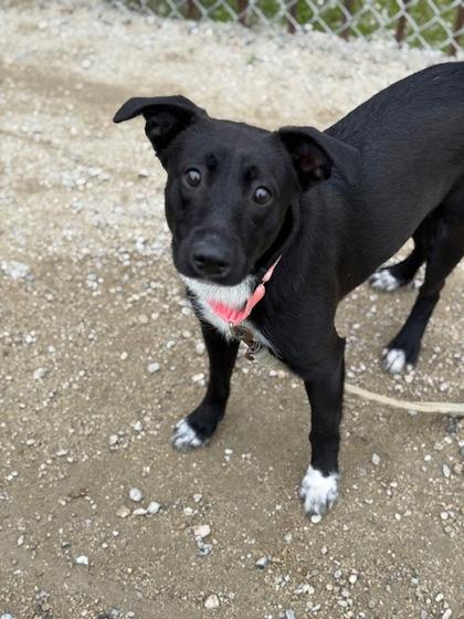 Licorice, a Adoptable mixed breed in Fresno, CA image 3/3