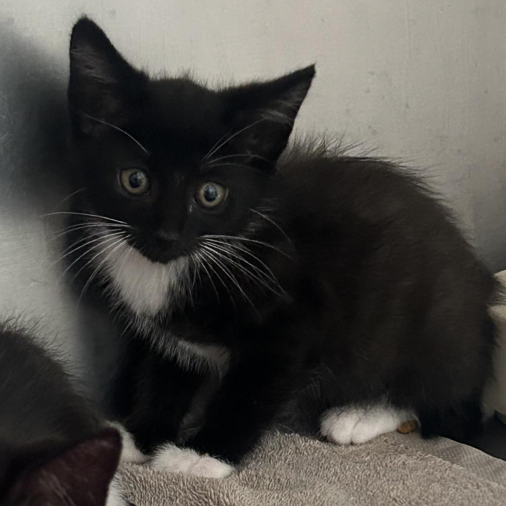 Enlarge Cosmic, a Adoptable Domestic Short Hair in Pensacola, FL image 1/1