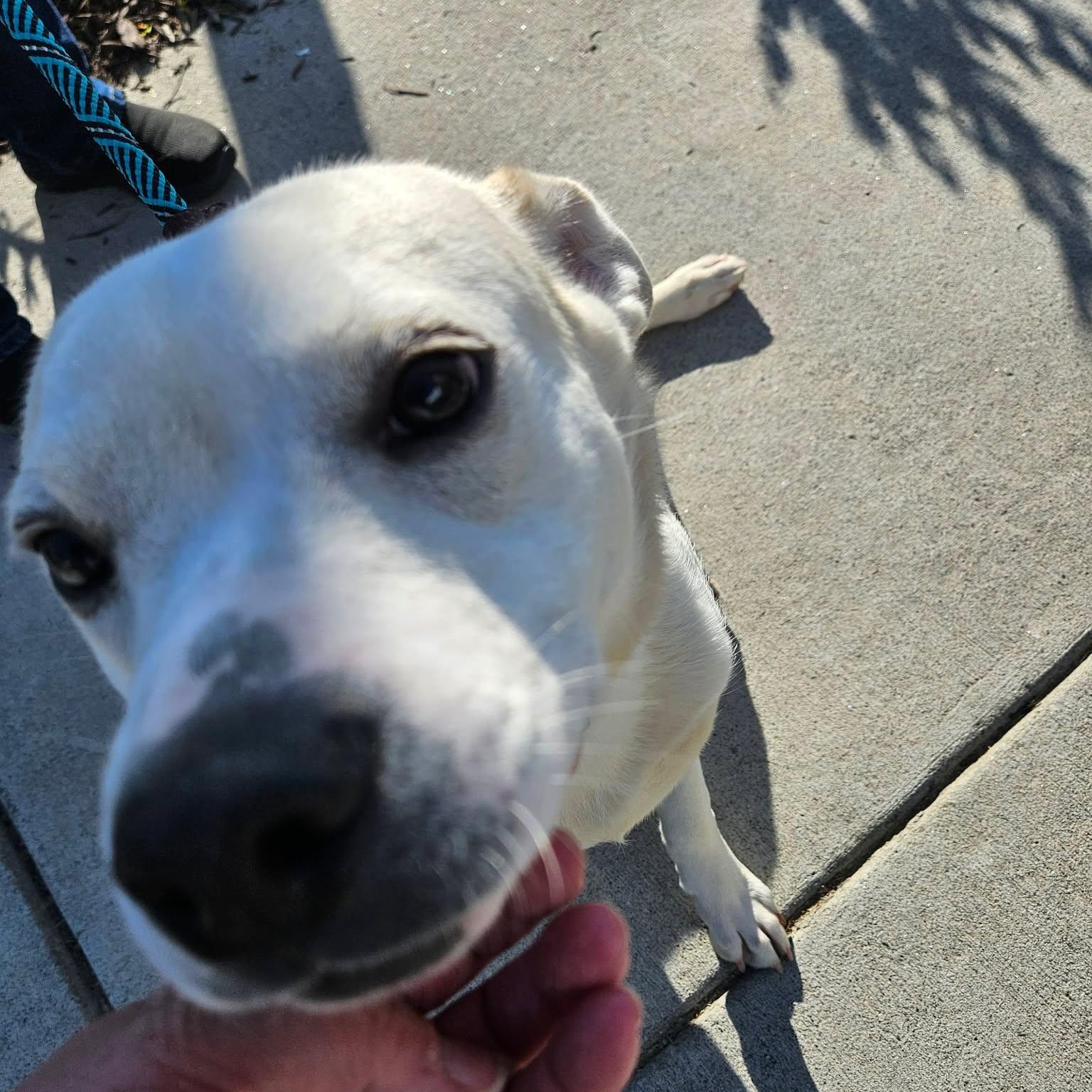 Enlarge Lyric - Sweetest Boy!!, an adopted mixed breed in Buford, GA image 4/6
