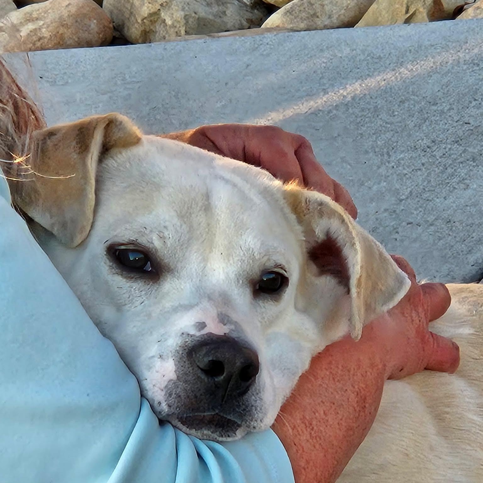 Enlarge Lyric - Sweetest Boy!!, an adopted mixed breed in Buford, GA image 6/6
