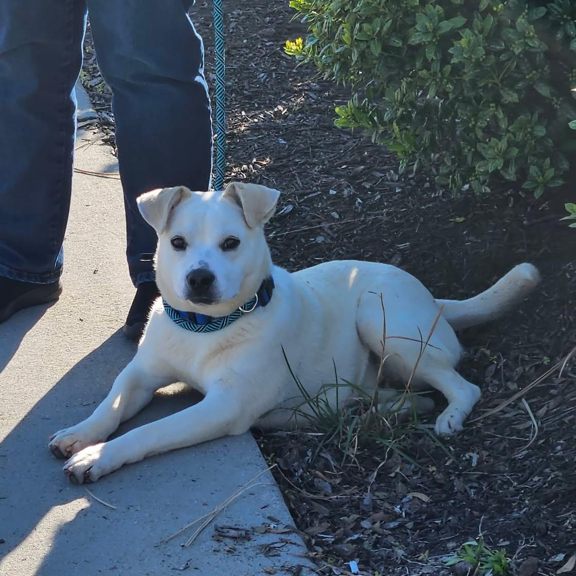Enlarge Lyric - Sweetest Boy!!, an adopted mixed breed in Buford, GA image 1/6
