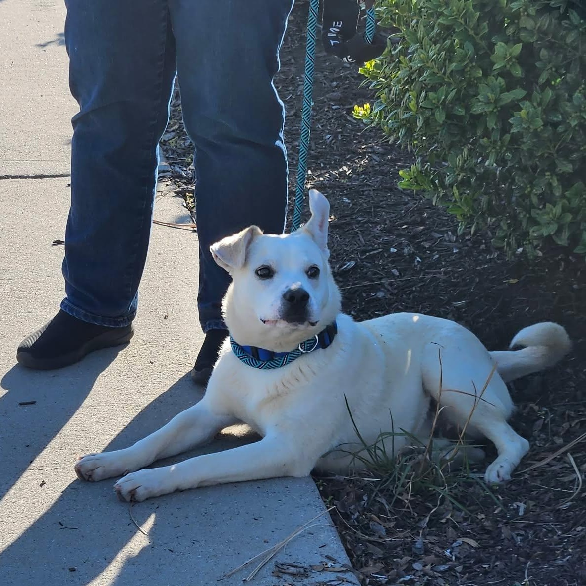 Enlarge Lyric - Sweetest Boy!!, an adopted mixed breed in Buford, GA image 3/6