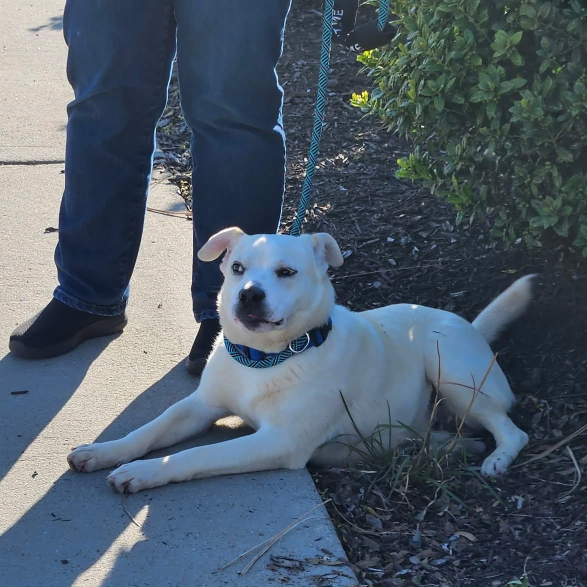 Enlarge Lyric - Sweetest Boy!!, an adopted mixed breed in Buford, GA image 2/6