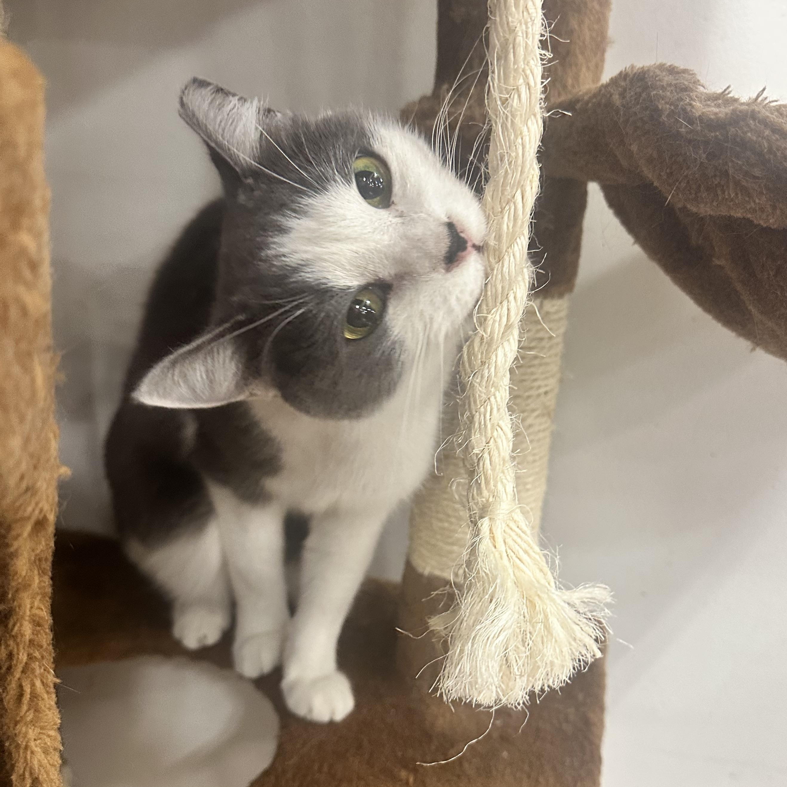 Flossie (bobtail - good with dogs!)