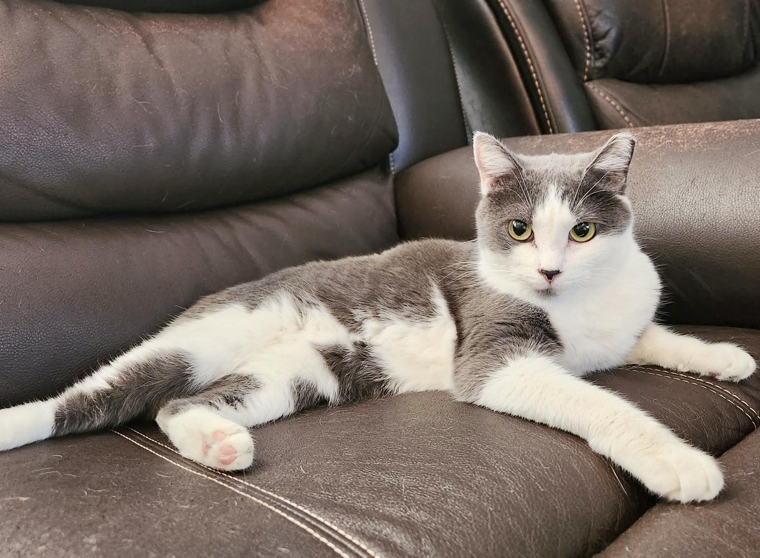 Flossie (bobtail - good with dogs!)