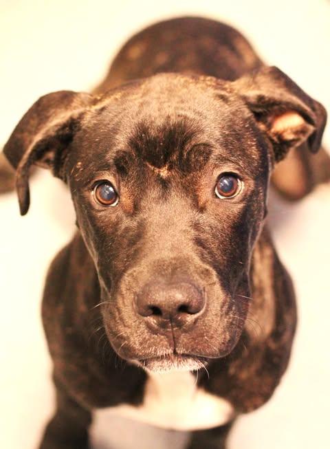 Enlarge 25-01479, a Adoptable mixed breed in Fredericksburg, VA image 1/1