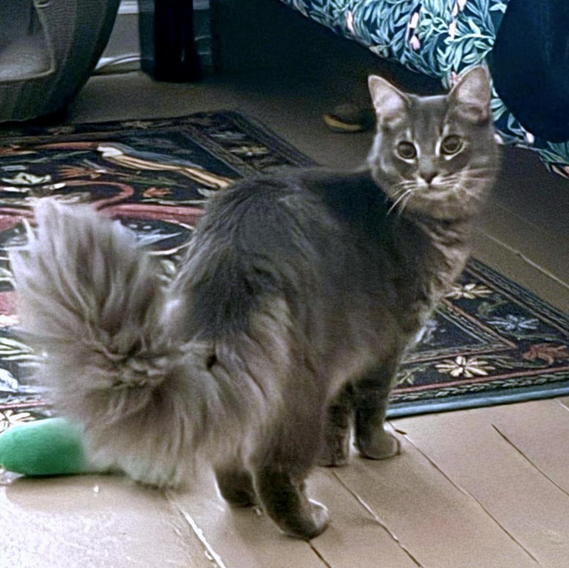 Enlarge Beignet, an adopted Domestic Medium Hair in Pittsburgh, PA image 3/5