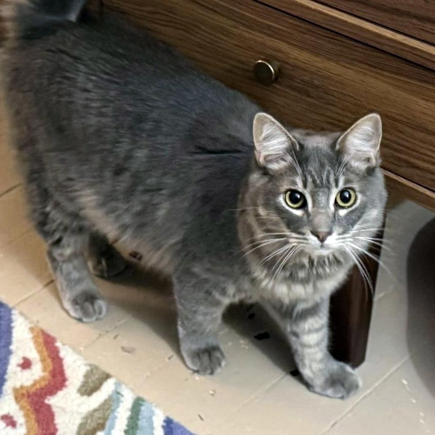 Enlarge Beignet, an adopted Domestic Medium Hair in Pittsburgh, PA image 4/5