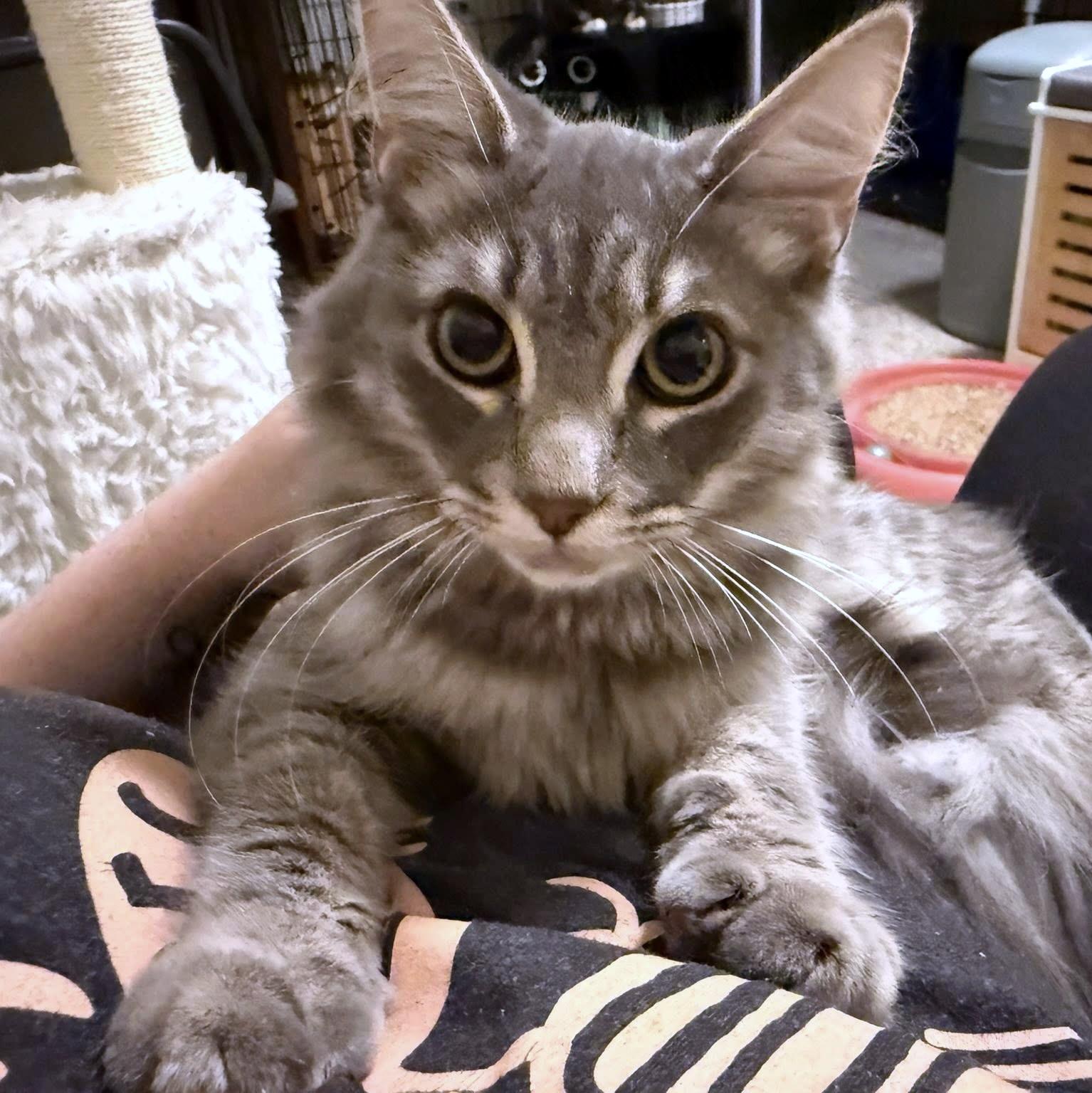 Enlarge Beignet, an adopted Domestic Medium Hair in Pittsburgh, PA image 5/5