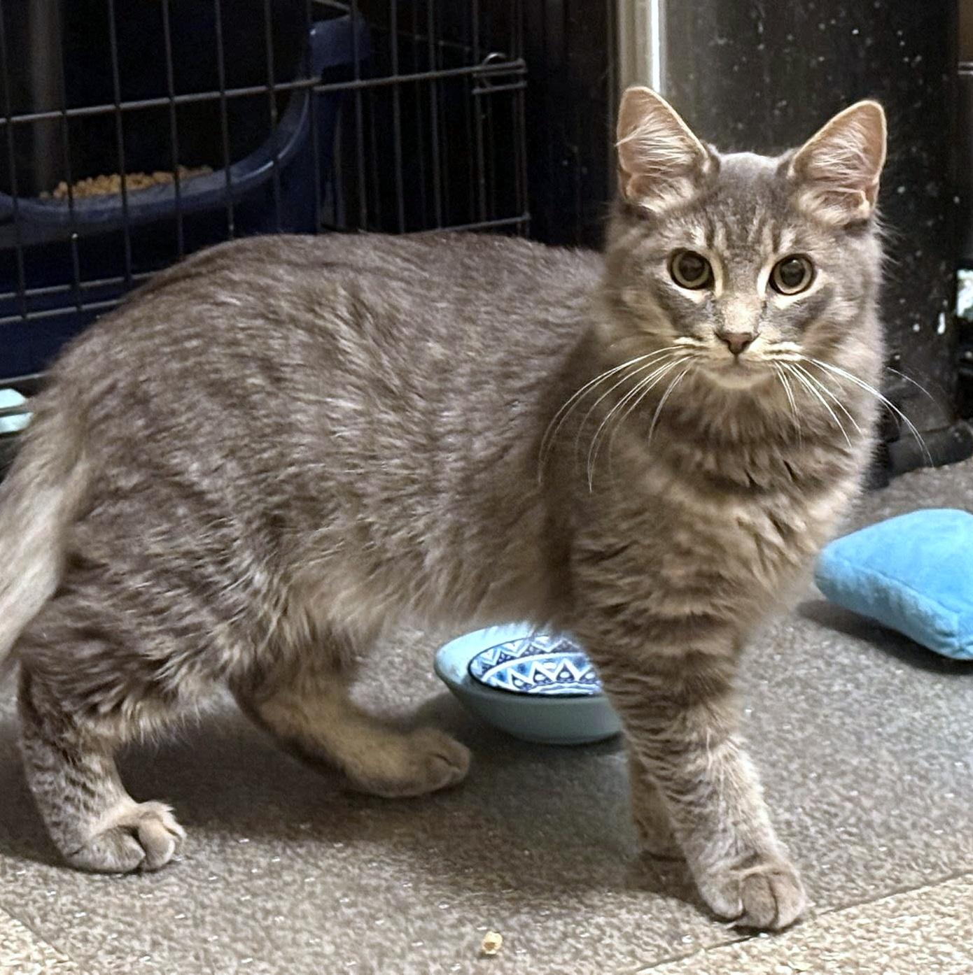 Beignet, adopted, Young Male Domestic Medium Hair.