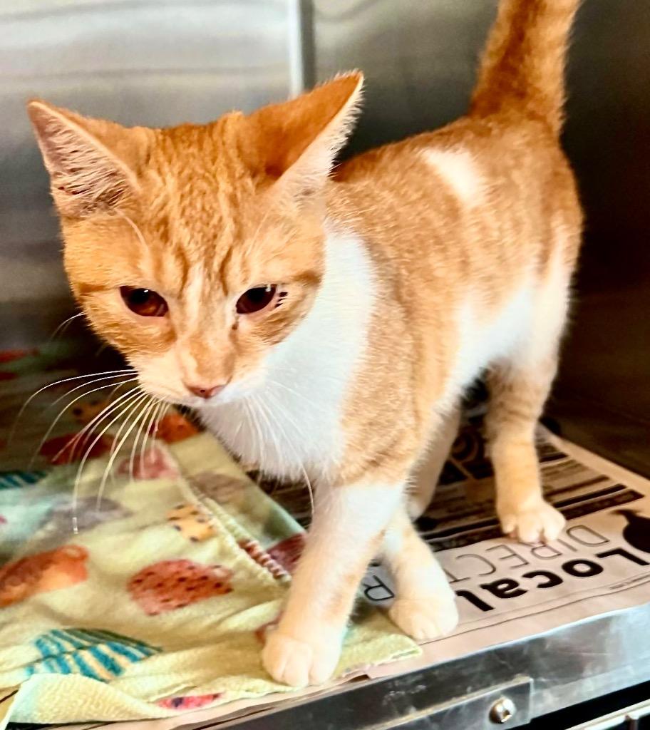 Enlarge FINN, a Adoptable mixed breed in Marianna, FL image 2/2