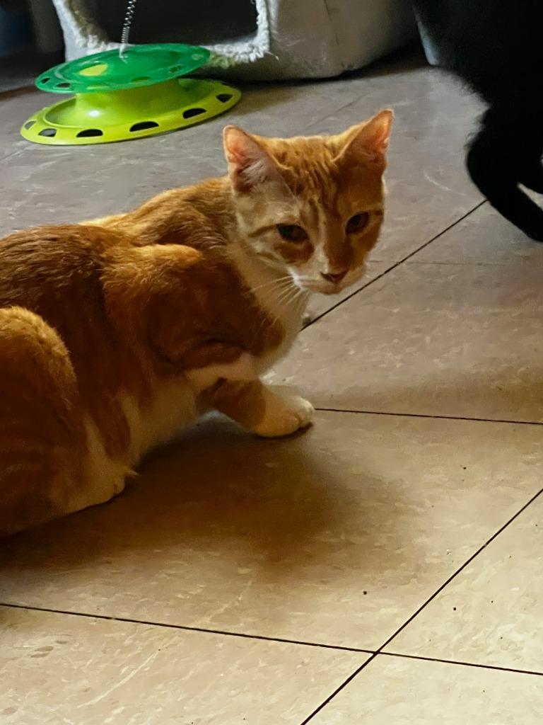 FINN, a Adoptable mixed breed in Marianna, FL image 2/3