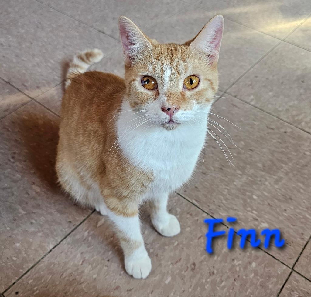 FINN, a Adoptable mixed breed in Marianna, FL image 3/3