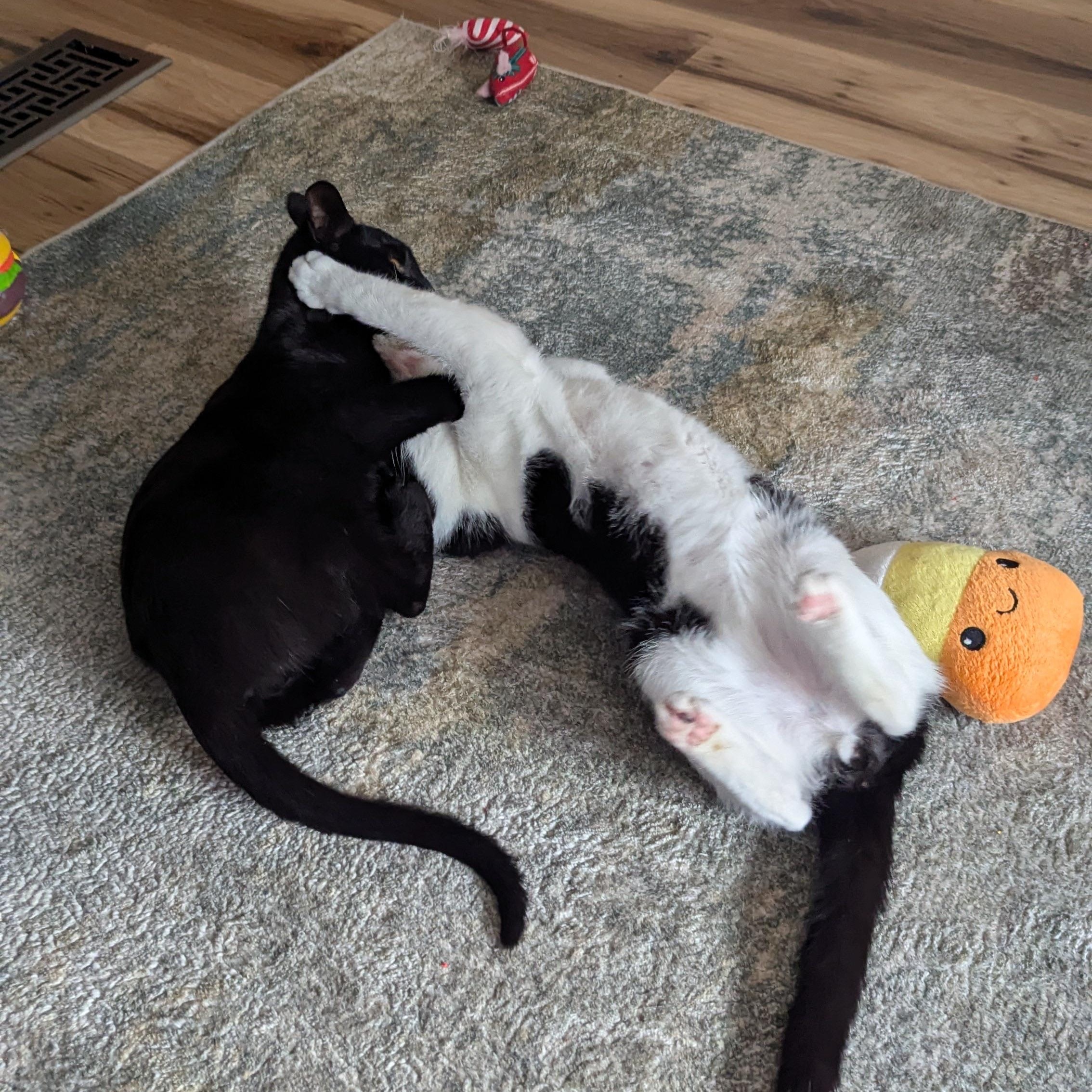 Chase, a ADOPTABLE Domestic Short Hair in Mississippi State, MS image 2/3