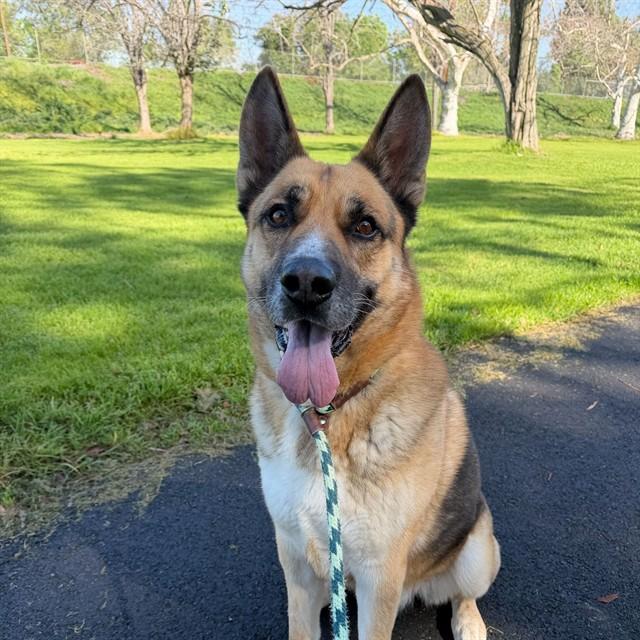 WETHERBY, Adoptable, Adult Male German Shepherd Dog.