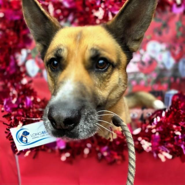 WETHERBY, Adoptable, Adult Male German Shepherd Dog.