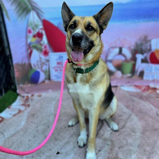 WETHERBY, Adoptable, Adult Male German Shepherd Dog.