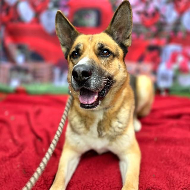 Enlarge WETHERBY, a Adoptable German Shepherd Dog in Long Beach, CA image 1/1